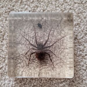 Spider and Fly Resin Paperweight